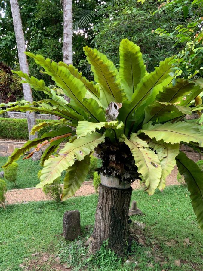 Lali Villa & Fruit Garden Galle Exterior foto