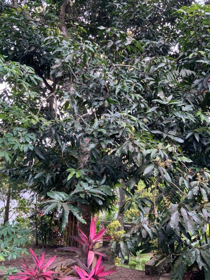 Lali Villa & Fruit Garden Galle Exterior foto