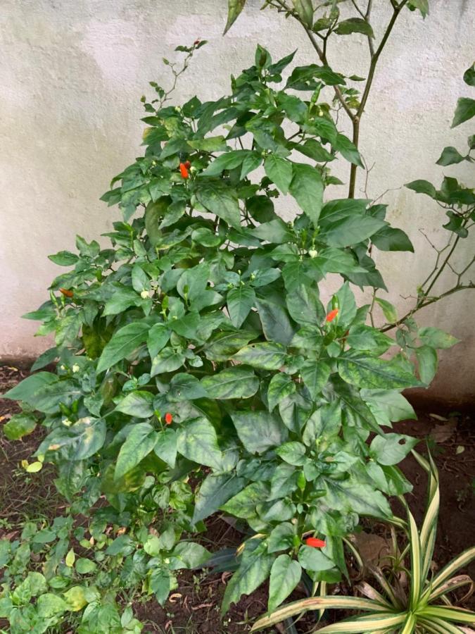 Lali Villa & Fruit Garden Galle Exterior foto