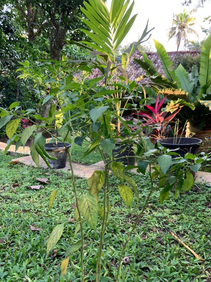 Lali Villa & Fruit Garden Galle Exterior foto