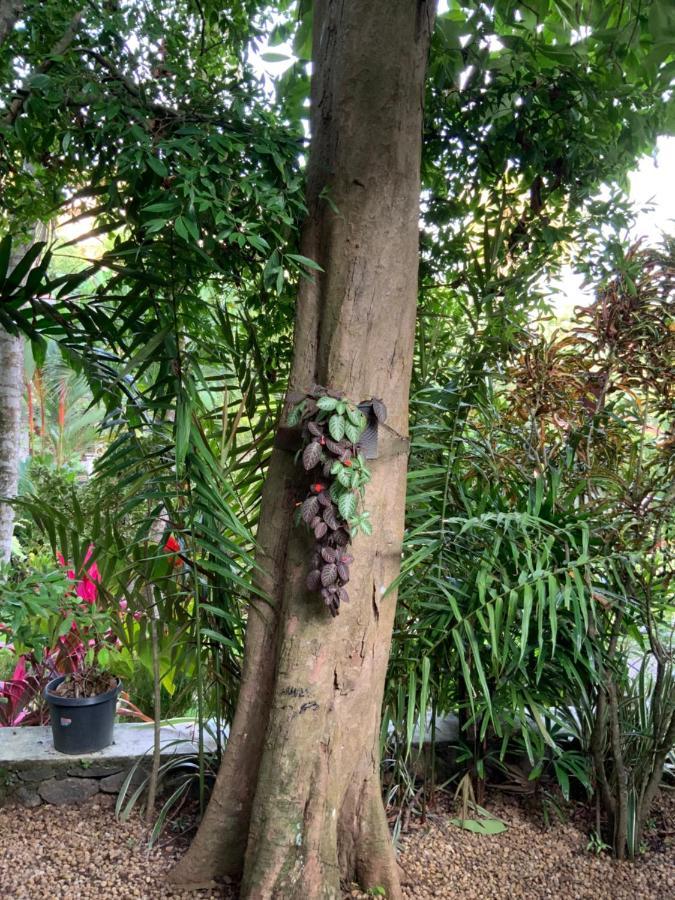 Lali Villa & Fruit Garden Galle Exterior foto